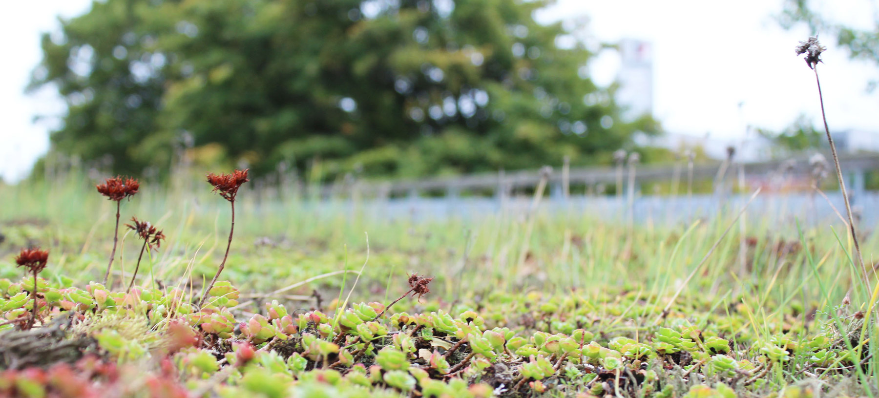 Närbild på ett grönt tak/sedumtak.